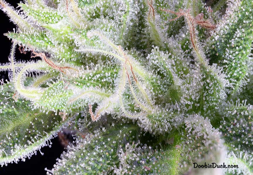 Sour dubb 6004 W