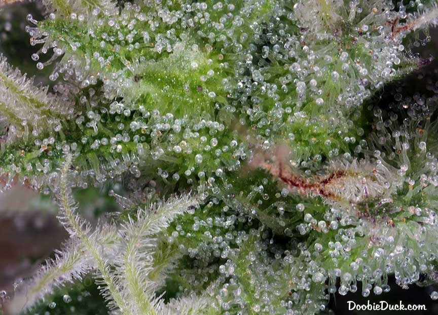 Sour dubb 6026 W