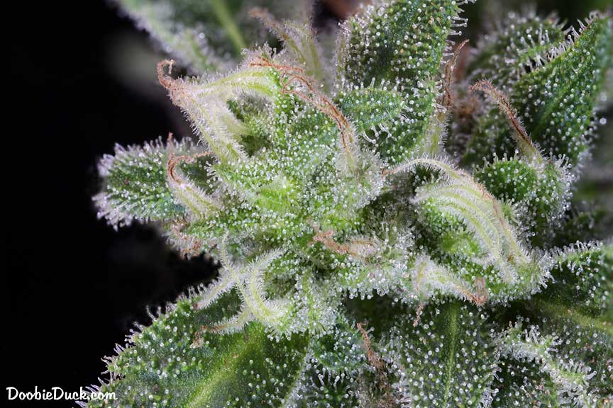 Sour dubb 6070 W