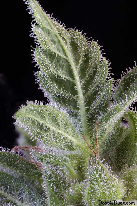 Sour dubb 6118 W