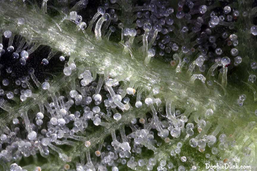 Sour dubb 6367 W