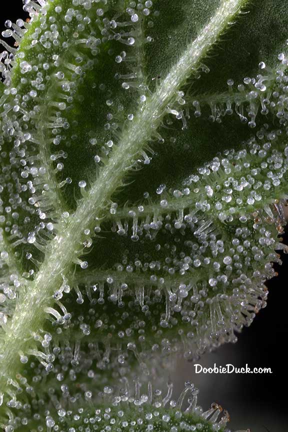 Sour dubb 6451 W