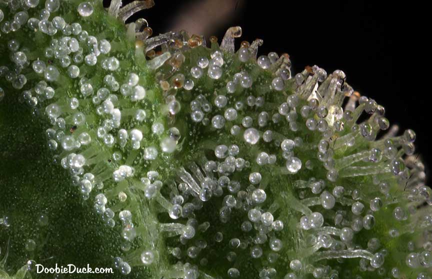 Sour dubb 6535 W