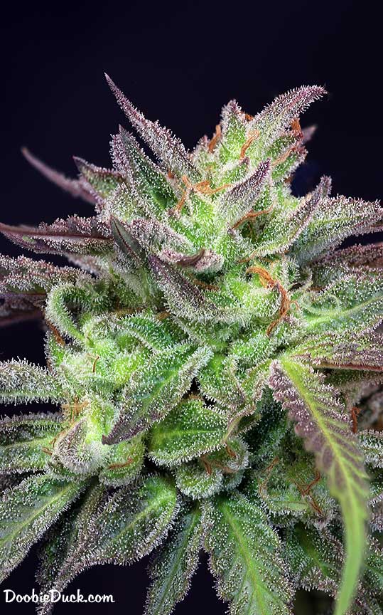 Sour dubb 7583 W