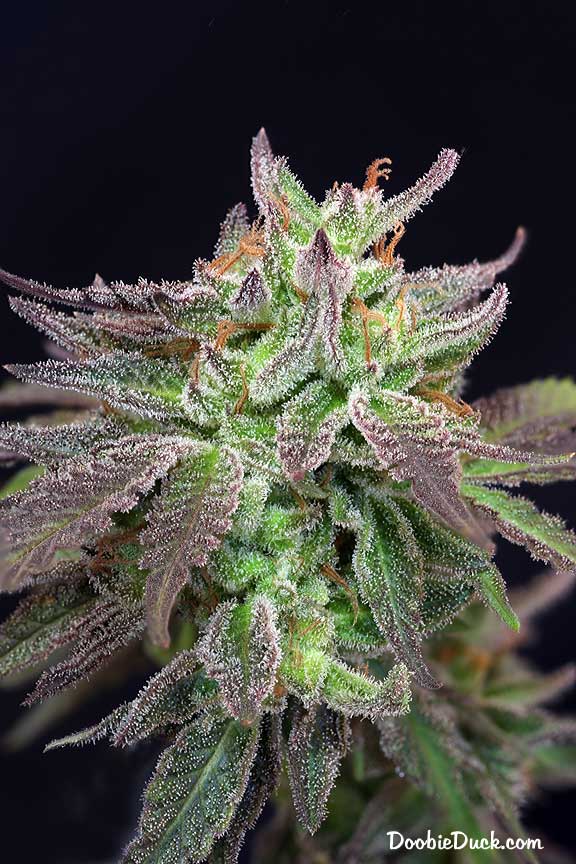 Sour dubb 7625 W