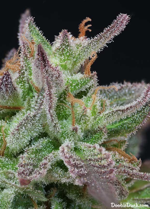 Sour dubb 7668 W