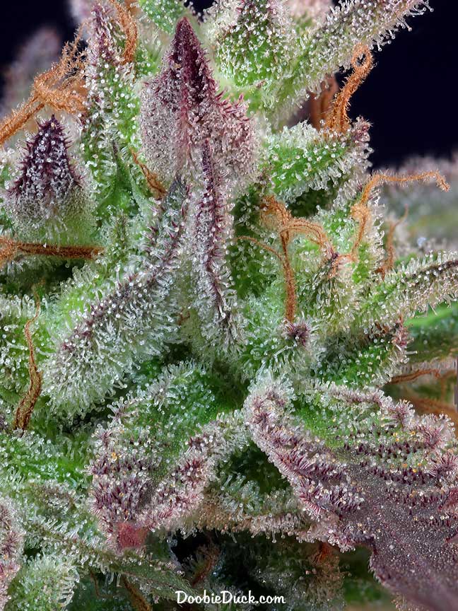 Sour dubb 7710b W