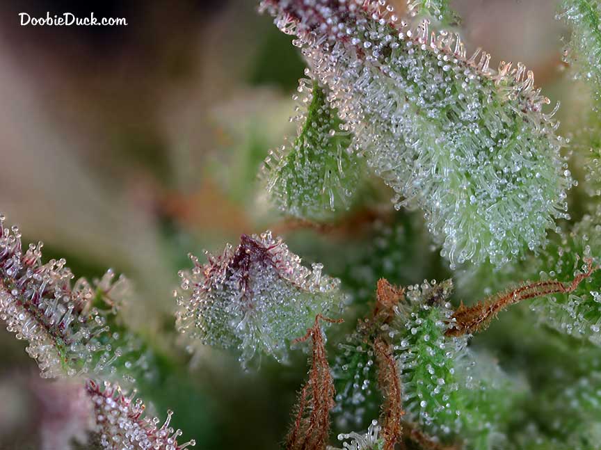 Sour dubb 7769 W