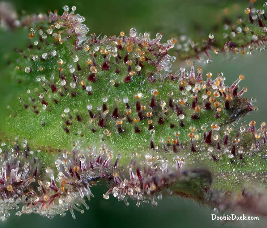 Sour dubb 7811 W