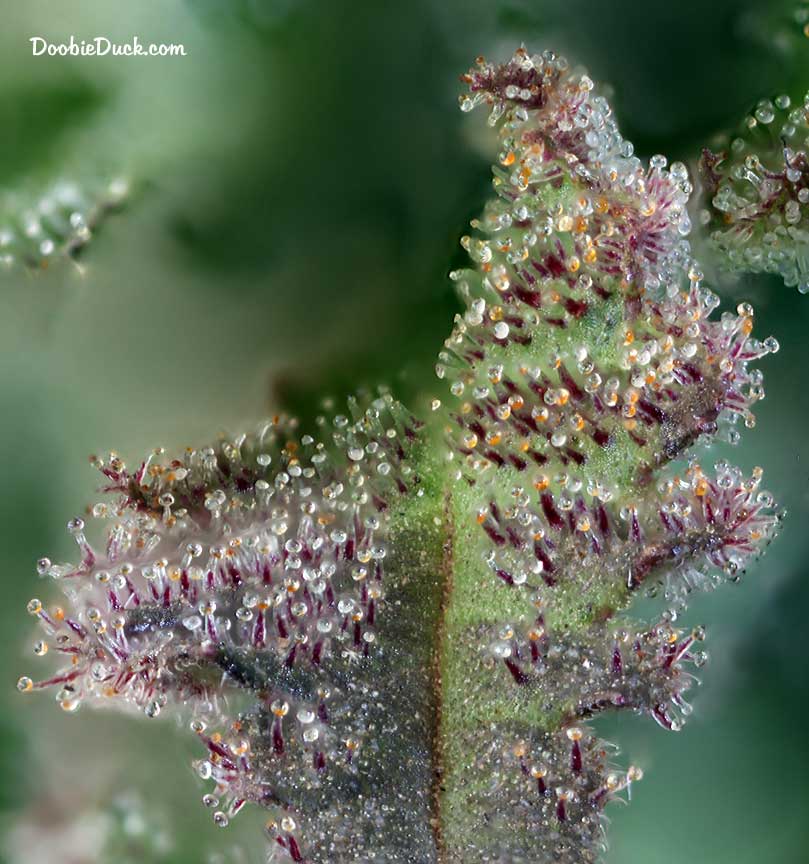Sour dubb 7853 W