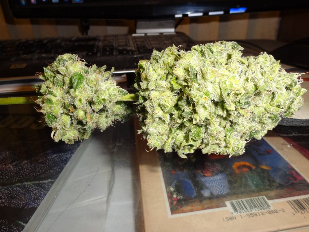 Sour flame 2 012