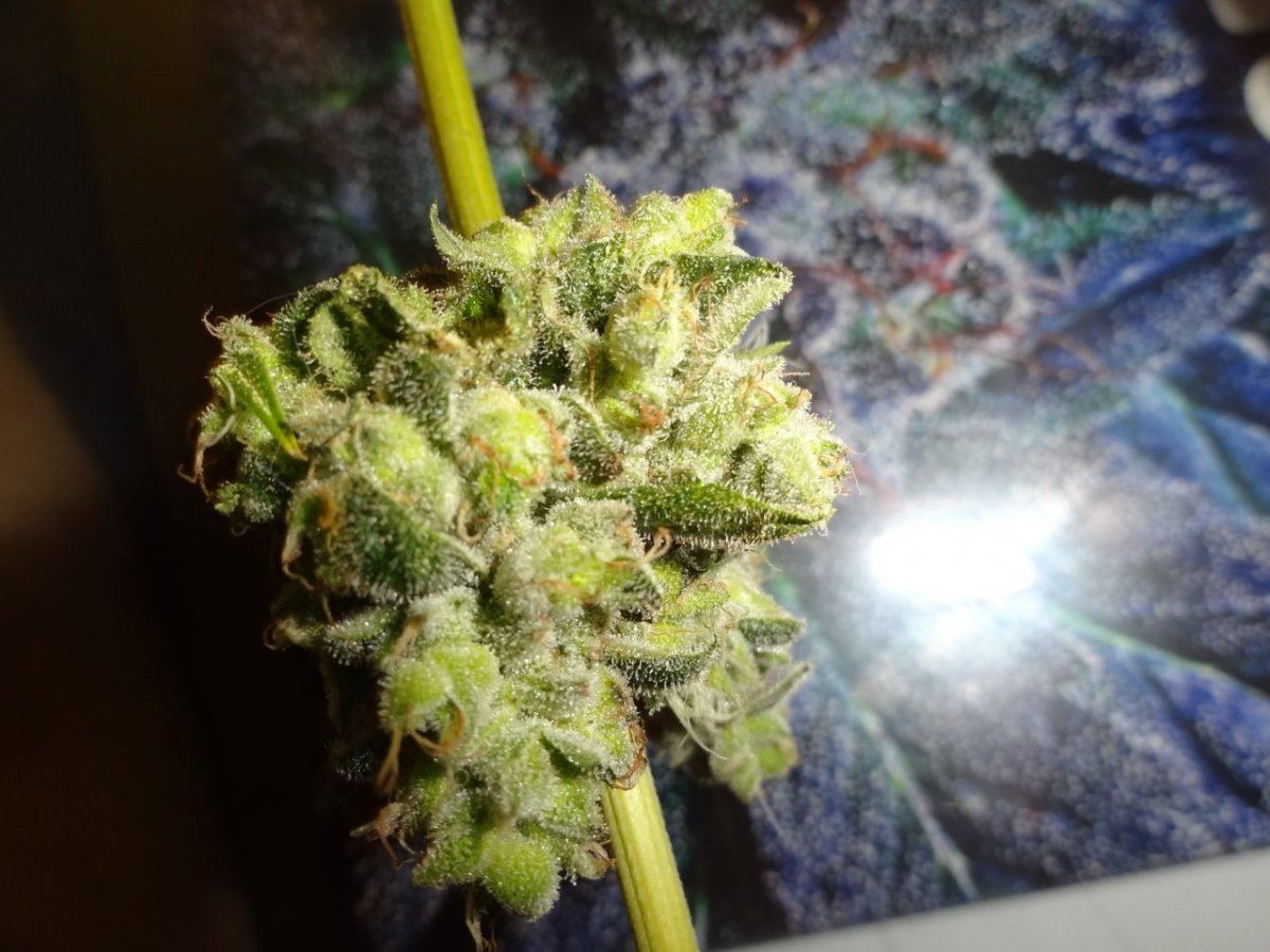 Sour flame 2 019