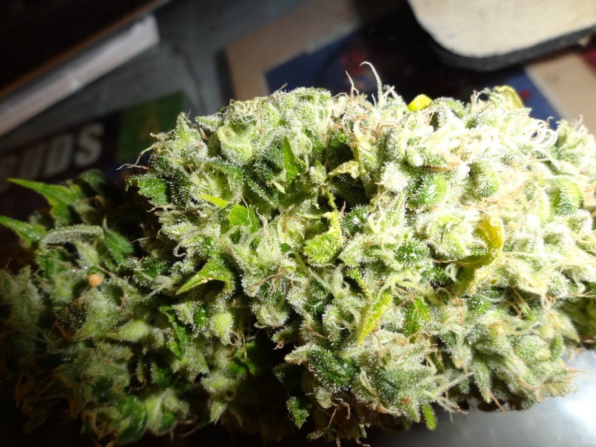 Sour flame og 003