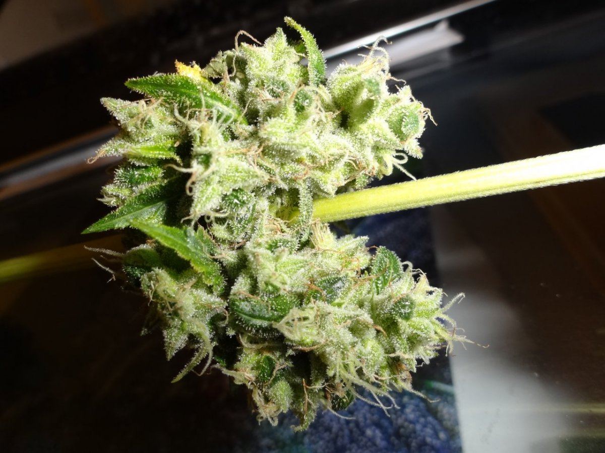 Sour flame og 007