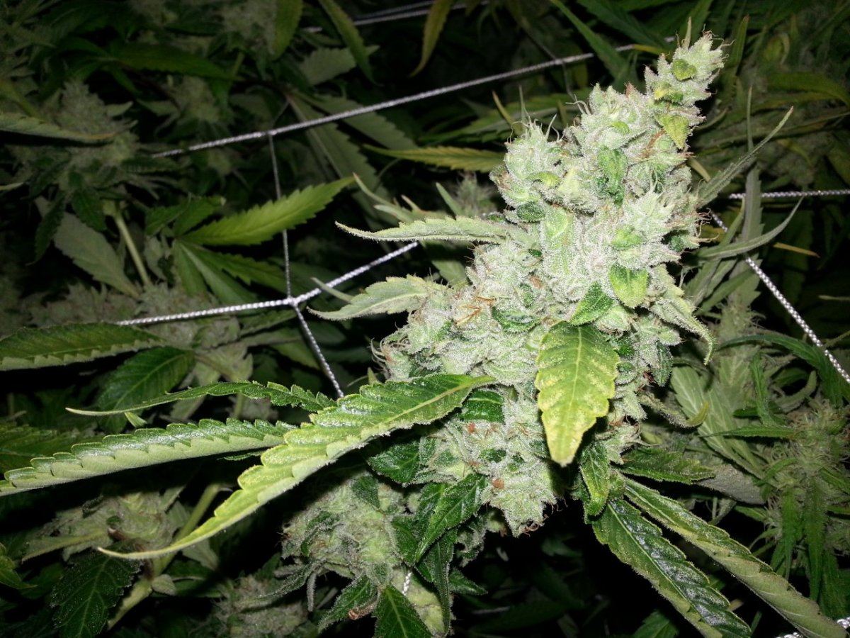 Sour FUCK FF 0612