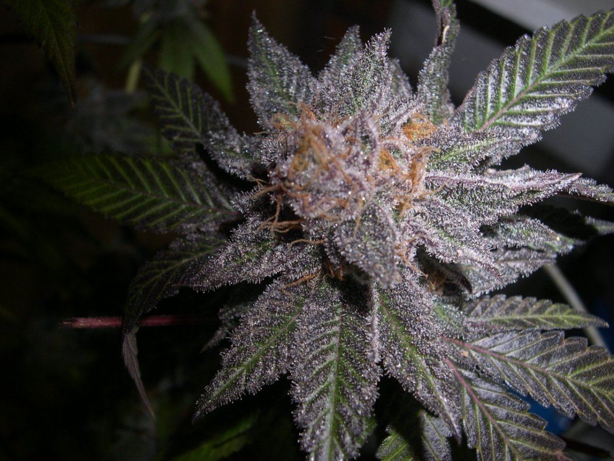 Sour Grape 12 2013 DSCN5483