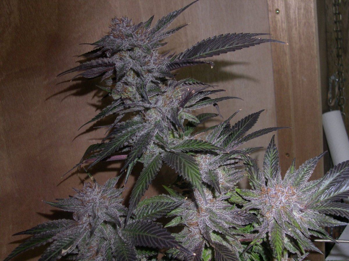 Sour Grape 12 2013 DSCN5484