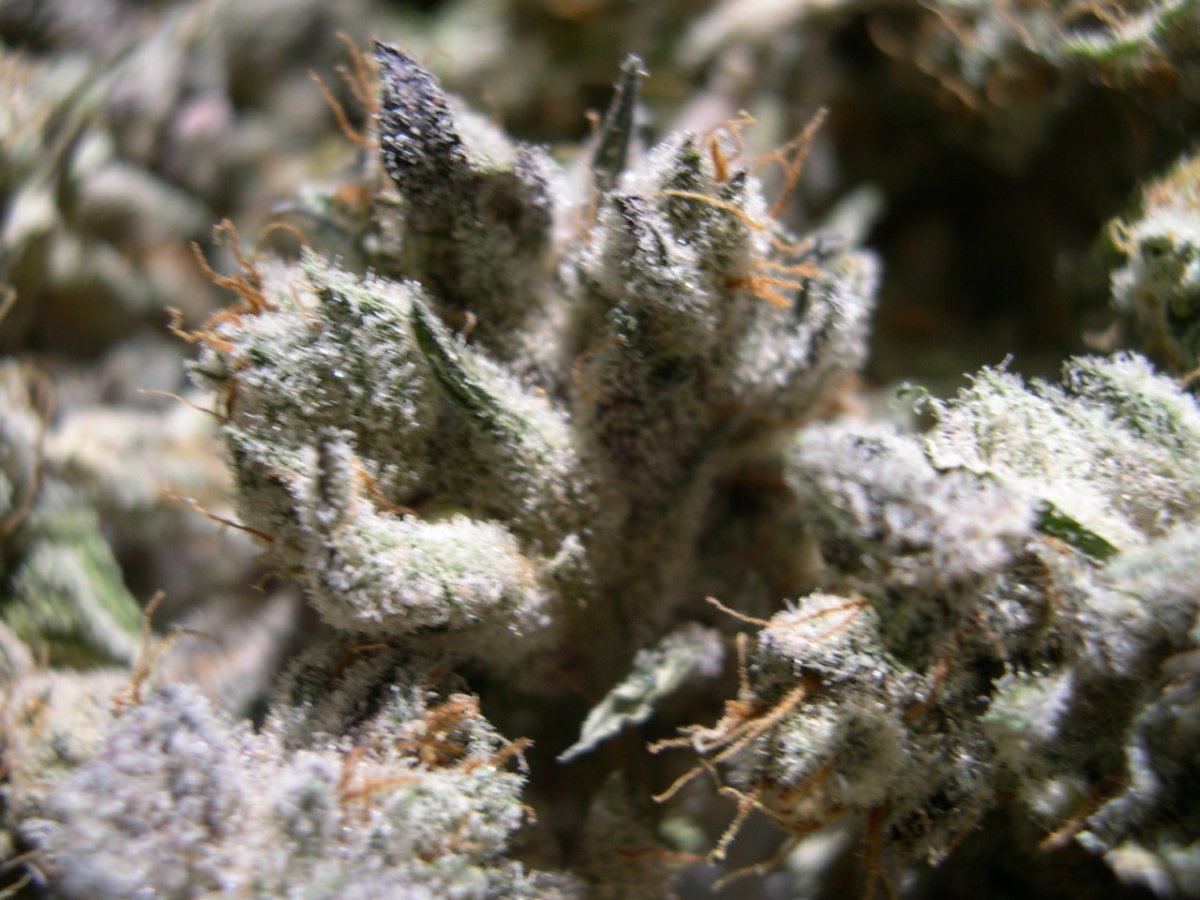 Sour Grape 5346