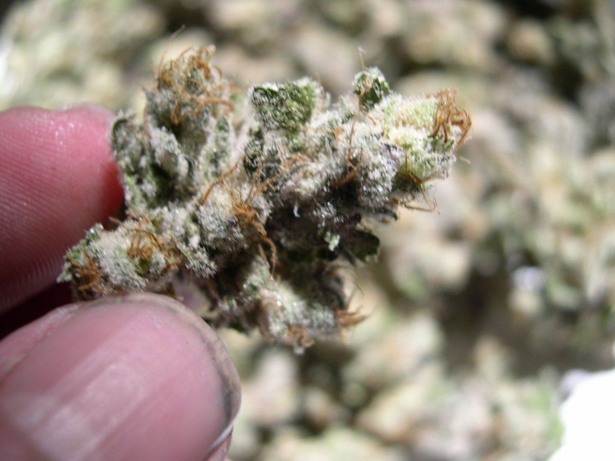 Sour Grape 5347