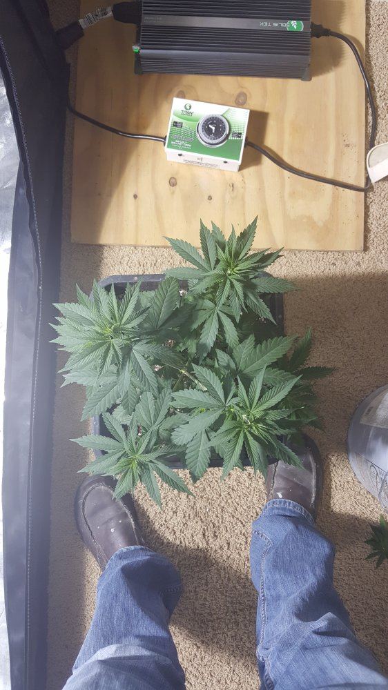 Sour grape