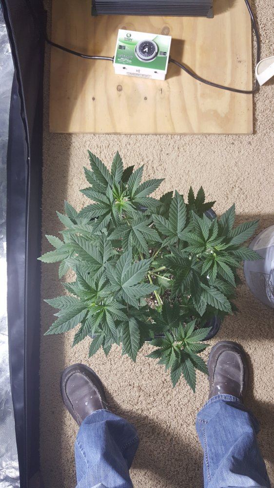 Sour grape2