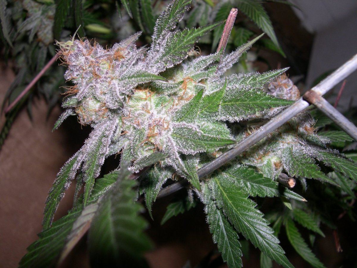 Sour grapeala  bog 3