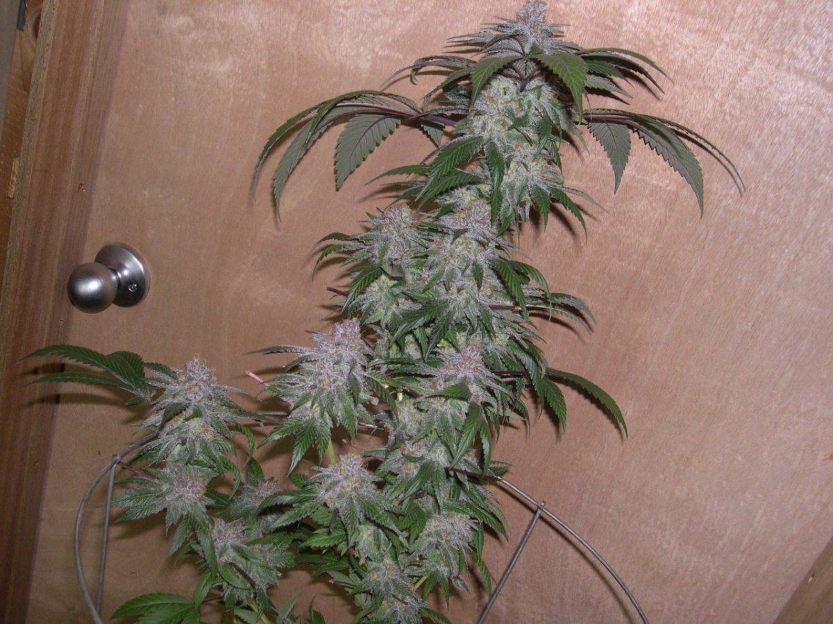 Sour grapeala  bog 4