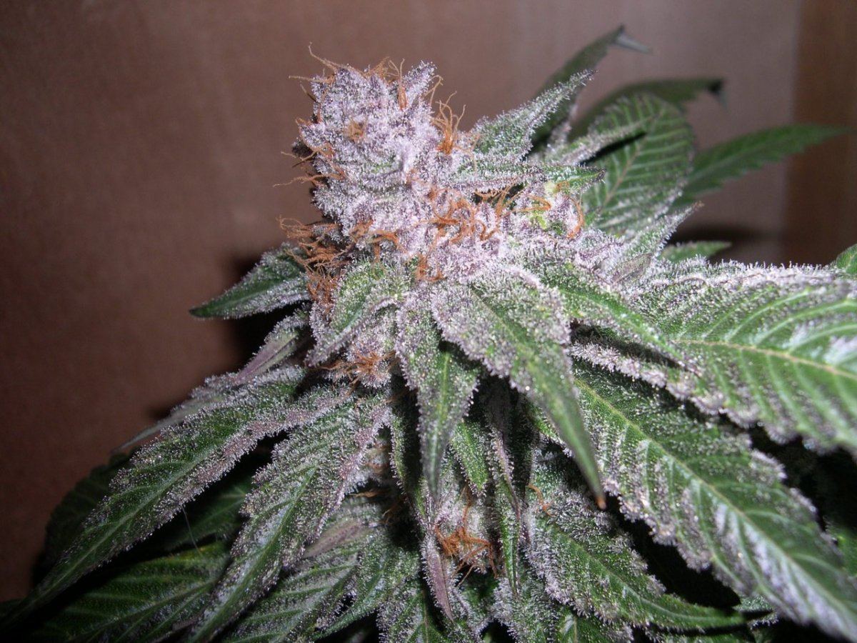Sour grapeala  bog 5