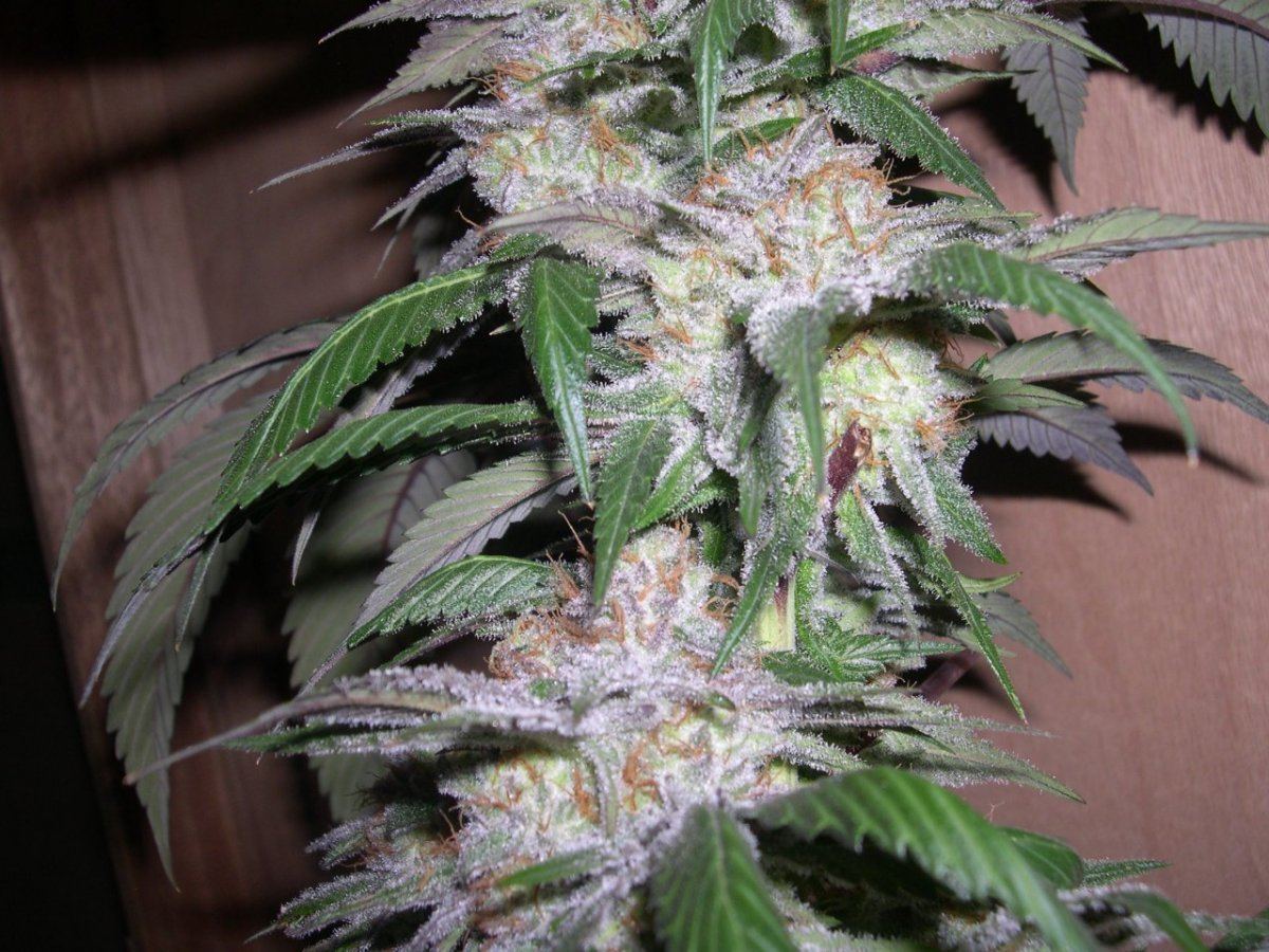 Sour grapeala  bog 6