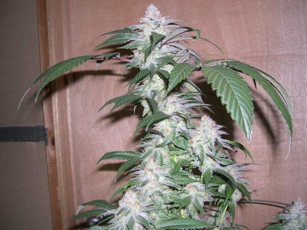 Sour grapeala  bog 7