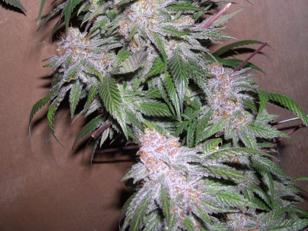 Sour grapeala  bog 8