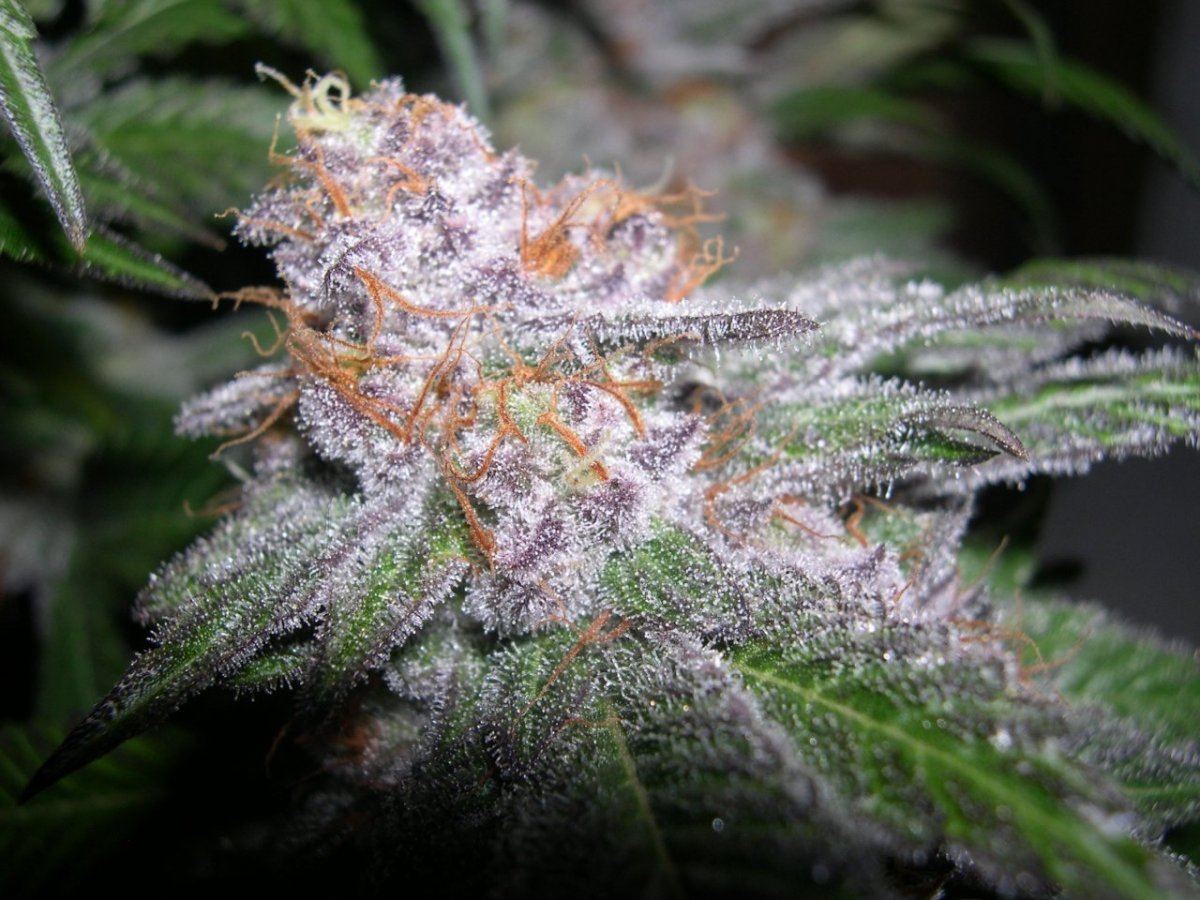Sour grapeala  bog 9