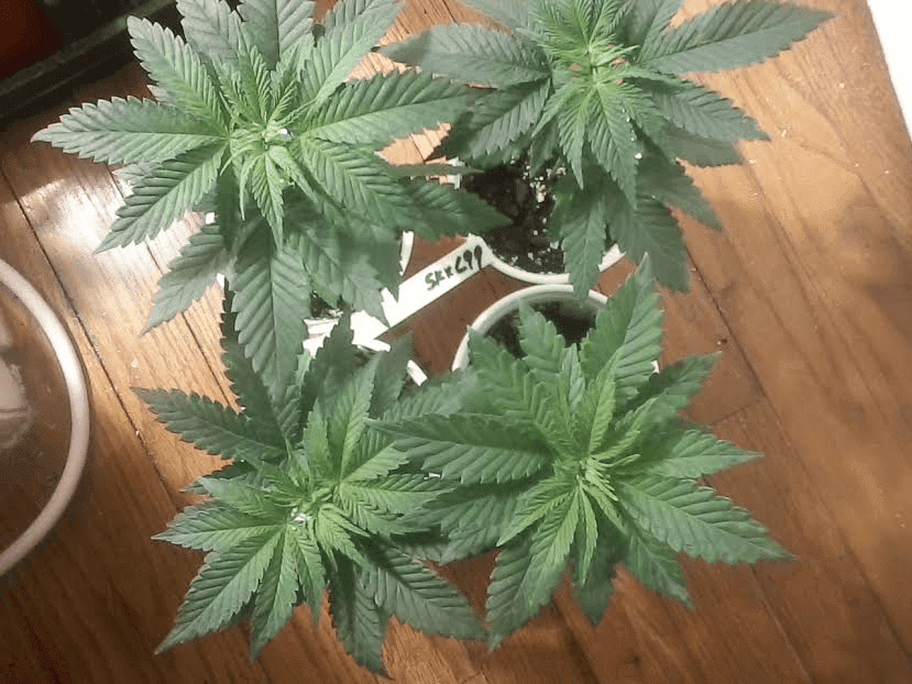 Sour Kush x C99 1126