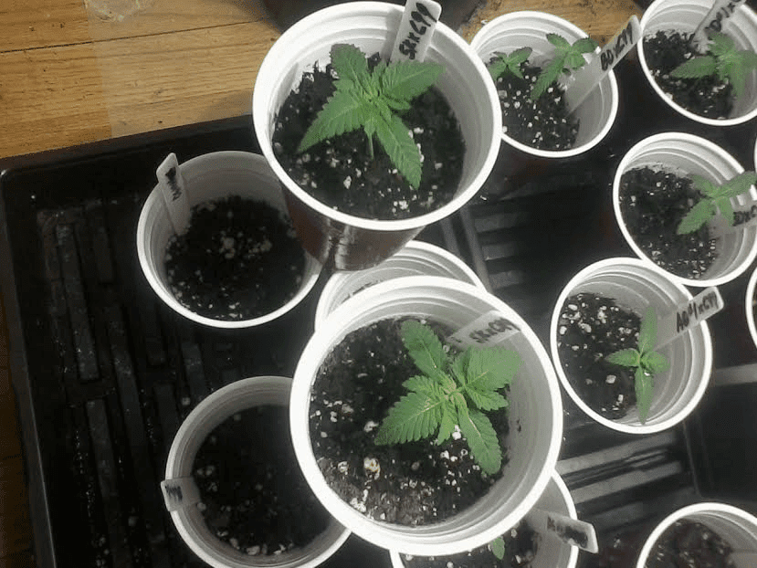 Sour Kush x C99 13days