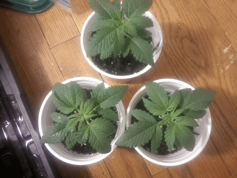 Sour  Kush x C99