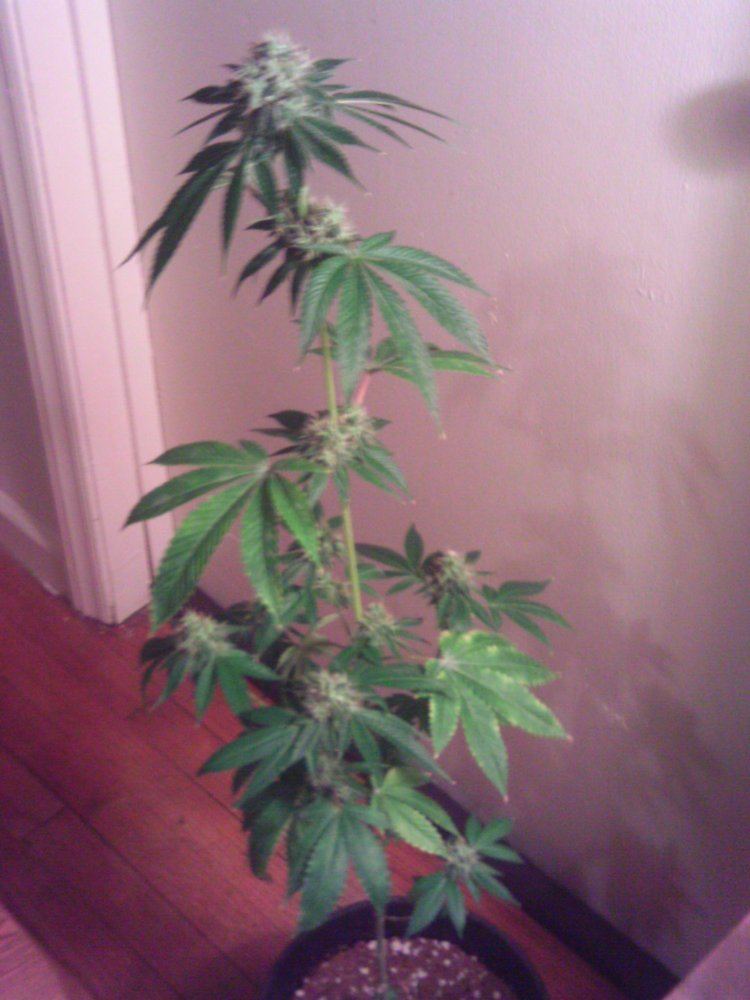 Sour Kush6weeks