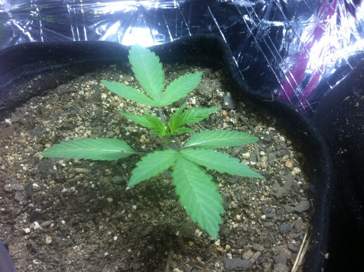 Sour lifesaver from seed 4