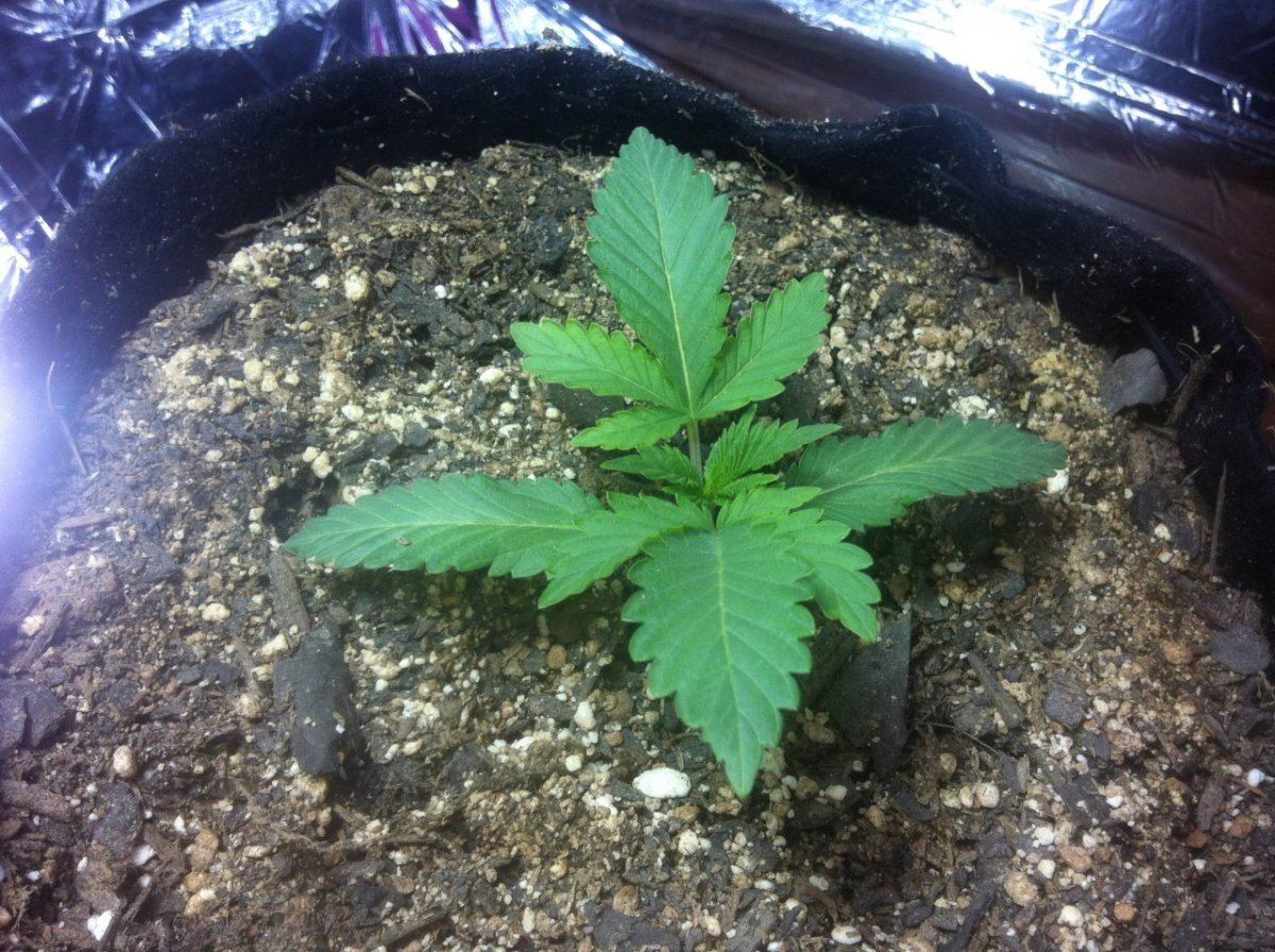Sour lifesaver from seed