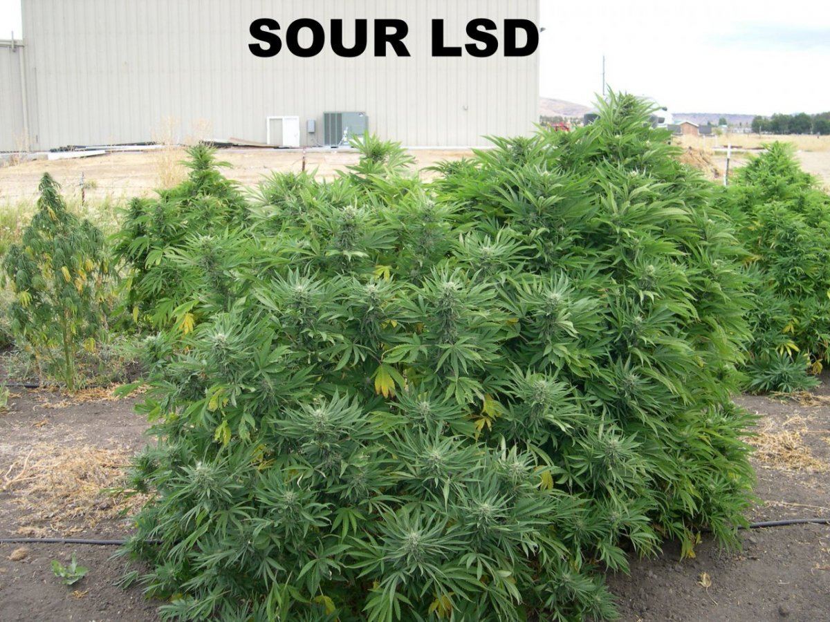 Sour LSD 02 w nametag