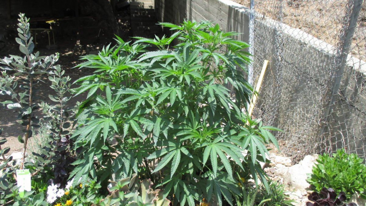 Sour lsd 3