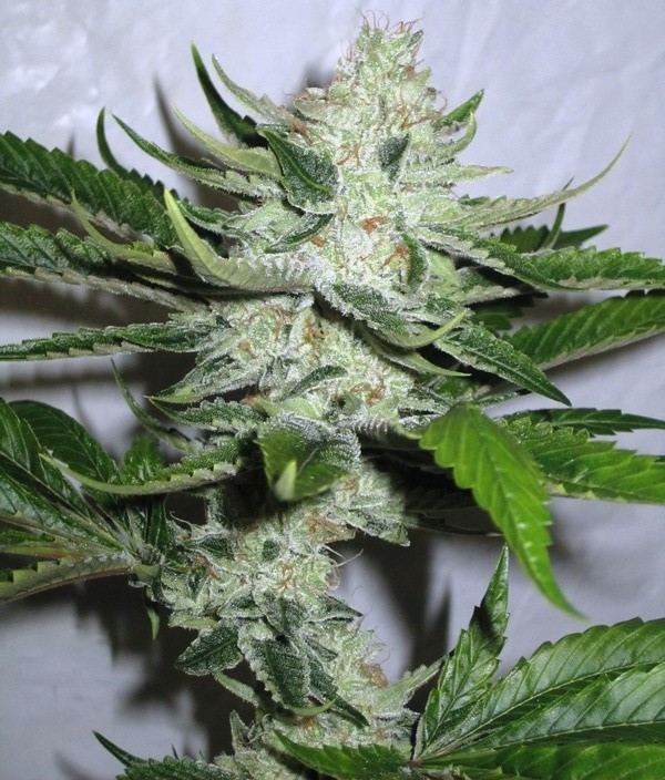 Sour Octane day 50