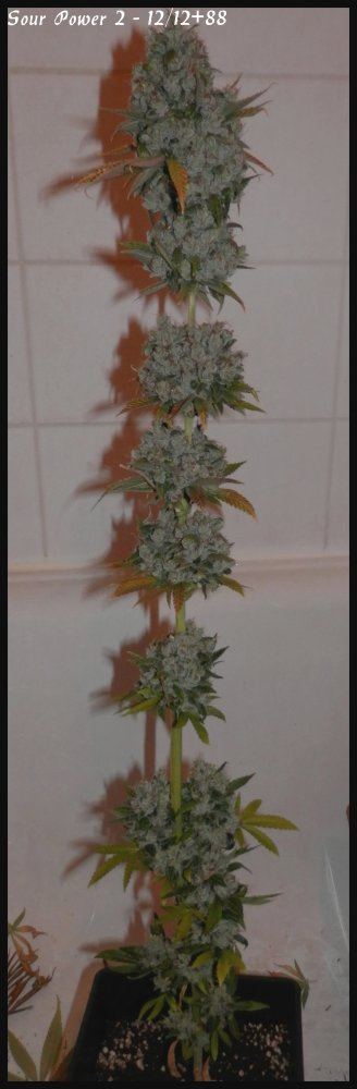 Sour Power 2   88days   1