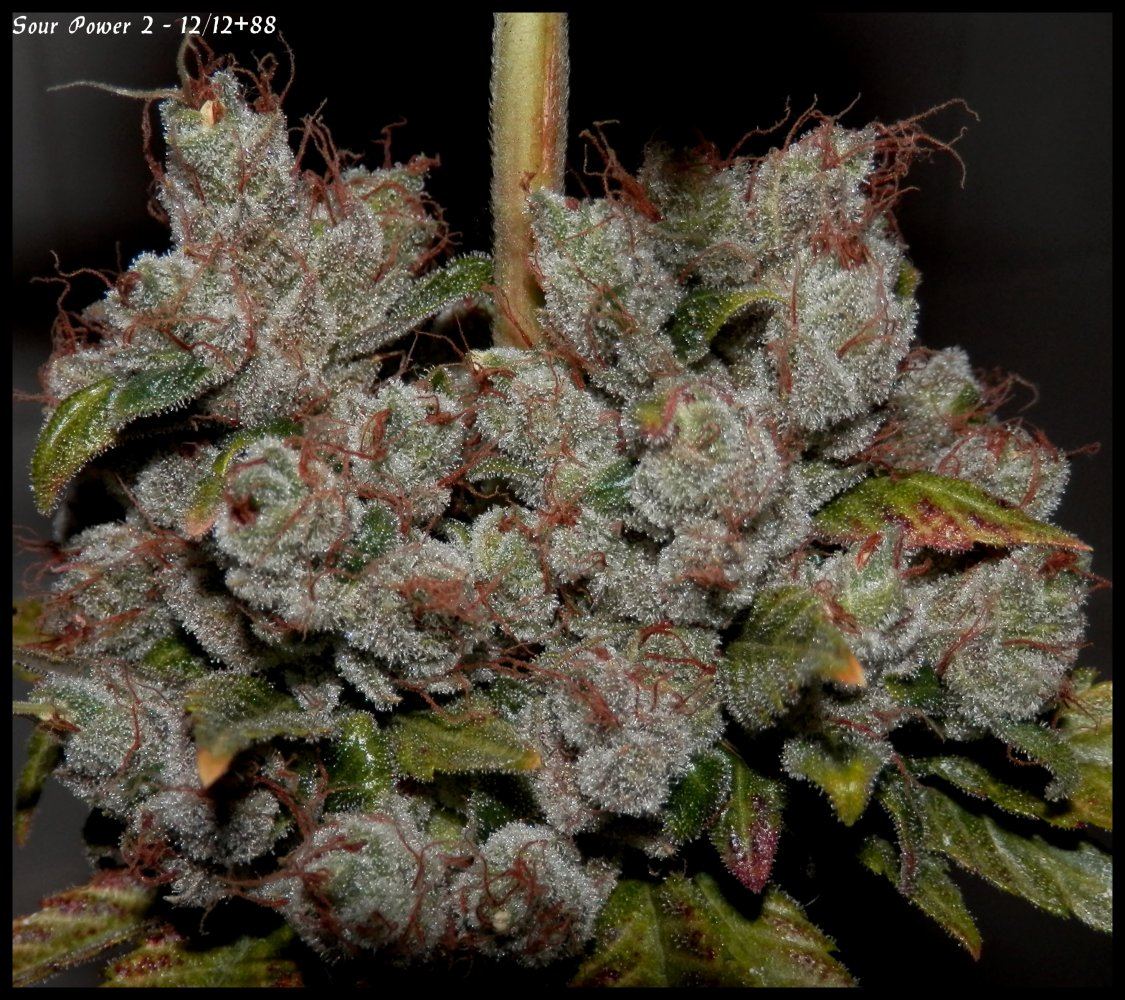Sour Power 2   88days   2