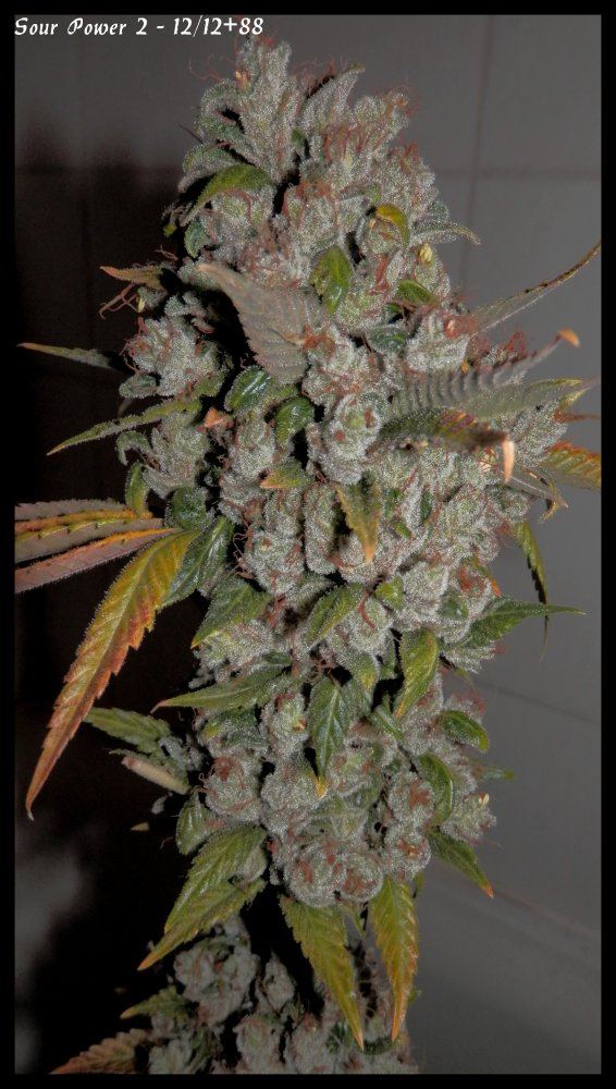 Sour Power 2   88days   3
