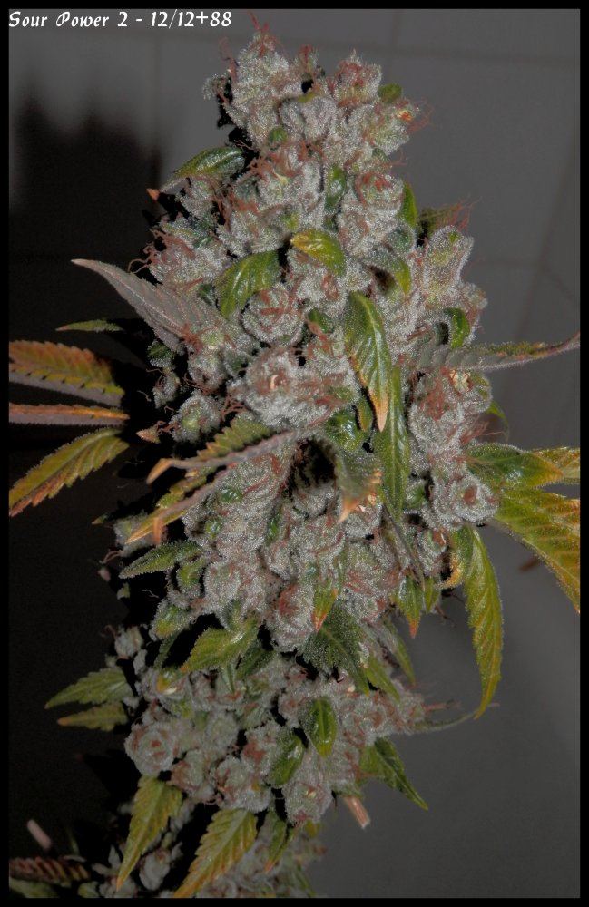 Sour Power 2   88days   4