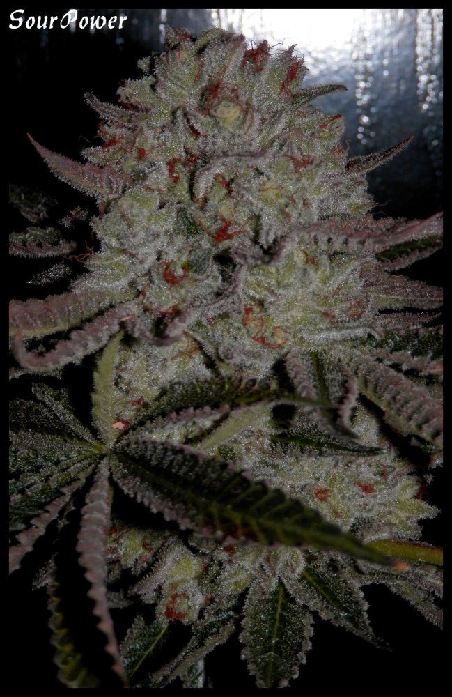 Sour Power  70  1