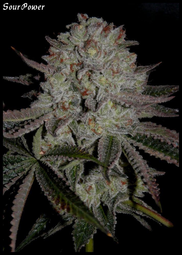 Sour Power  70  2