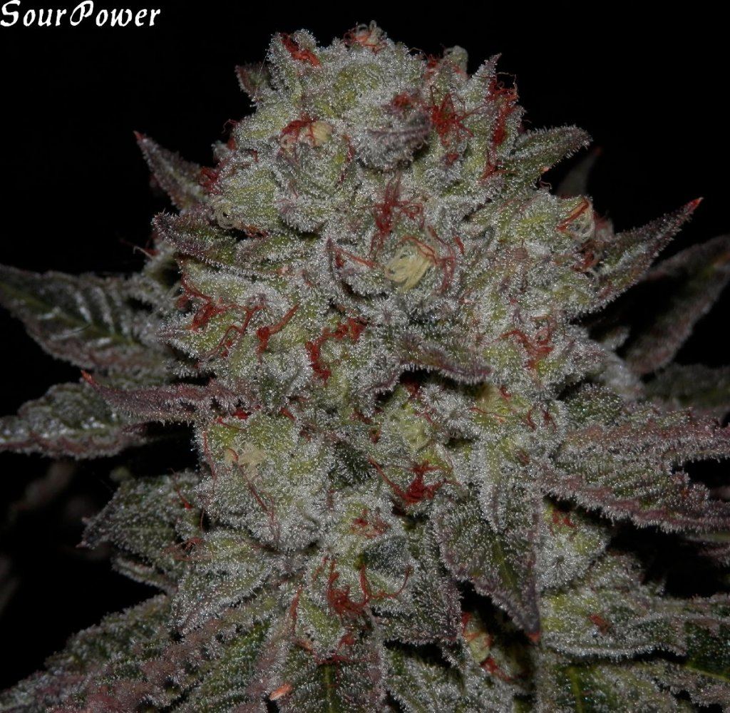 Sour Power  70  3
