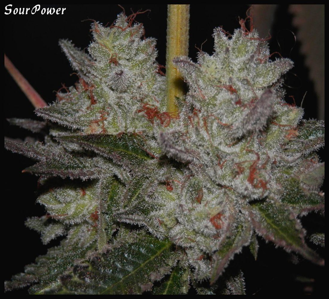 Sour Power  70  4