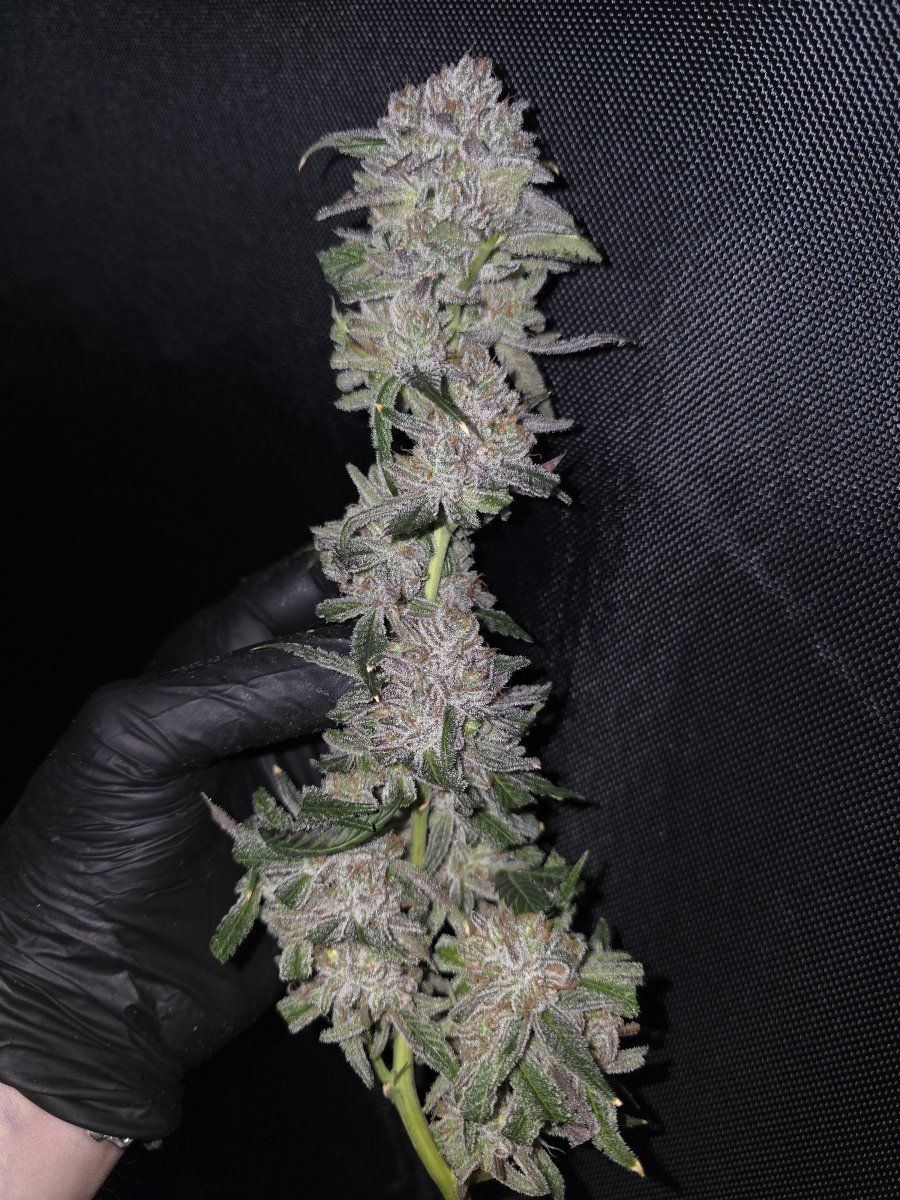 Sour ripper x bubba kush 1